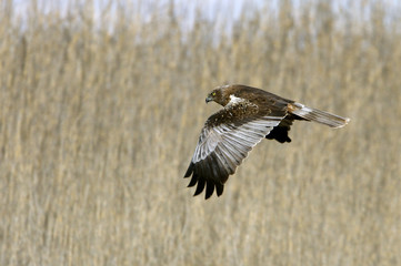 Western marsh harrier. Circus aeroginosus