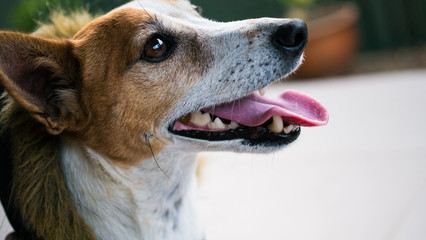 Jack Russell Terrier