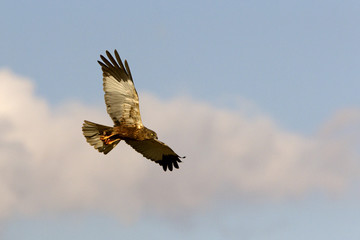 Western marsh harrier. Circus aeroginosus