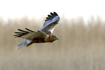 Western marsh harrier. Circus aeroginosus