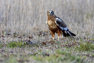 Western marsh harrier. Circus aeroginosus