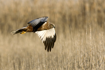Western marsh harrier. Circus aeroginosus