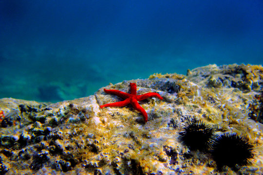 Mediterranean Red sea star (Echinaster sepositus) 