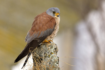 Female of lesser kestrel. falco naumanni