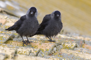 Western jackdaw. Corvus monedula