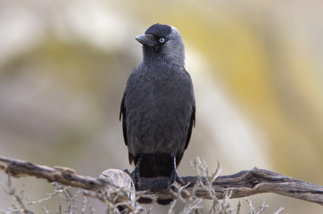 Western jackdaw. Corvus monedula