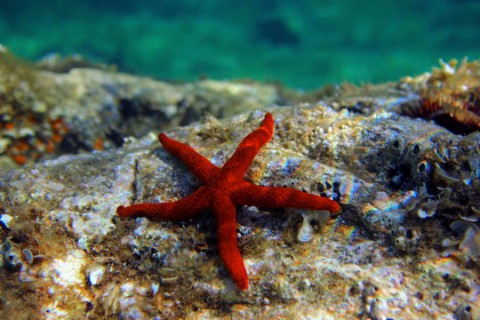 Mediterranean Red sea star (Echinaster sepositus) 