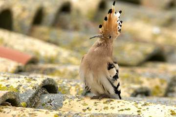 Hoopoe. Upupa epops