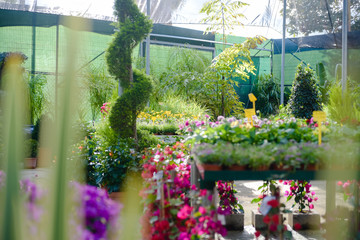 Flowers in greenhouse in spring