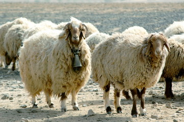 troupeau de moutons avec cloches, Jordanie