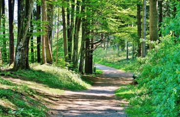 Waldweg