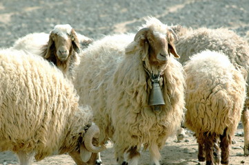 troupeau de moutons avec cloche, laine épaisse, Jordanie