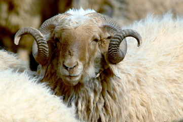 Tête de bélier, troupeau de moutons, Jordanie