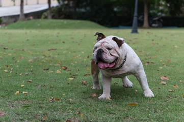 Fototapeta premium white english bulldog standing on the grass in the park, fat dog with copy space for text