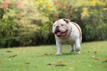 white english bulldog laugh and run on green grass at public park, fat dog are funny
