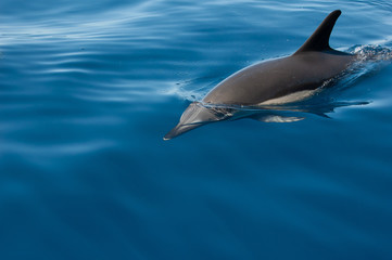 Madeira