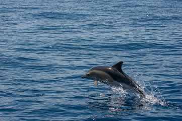 Naklejka premium Madeira