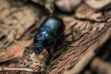 Beetle on the bark