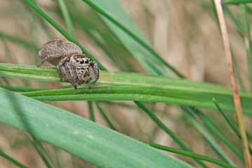 spider on the grass