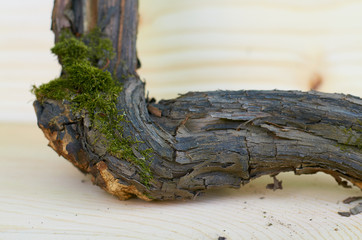 moss on a wooden snag