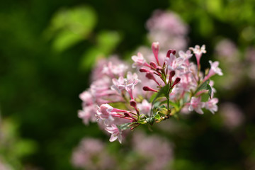 日本の山の植物