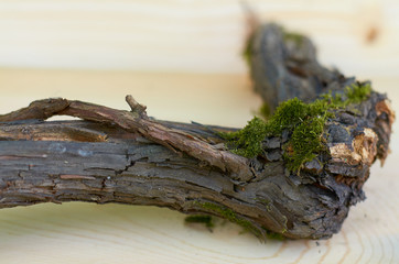 Fototapeta premium moss on a wooden snag