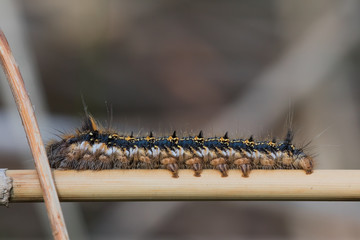 caterpillar on a branch