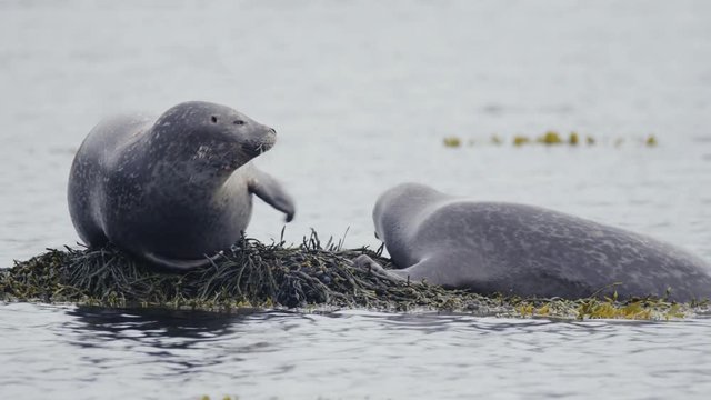 common seal in Iceland