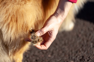 Thistles are hanging on a dog fur