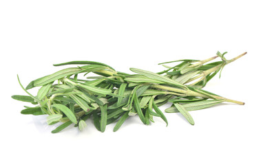 Fototapeta premium Fresh rosemary