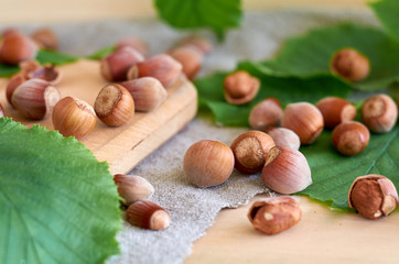 hazelnut with green leaves
