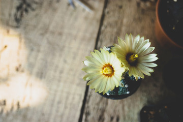Top view of cactus flower