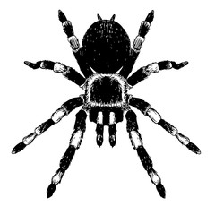 spider