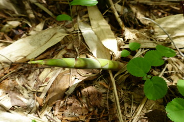 日本の山の風景
