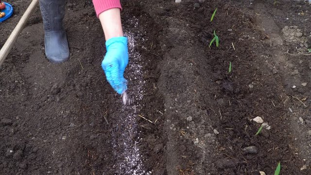 A woman adds a complex fertilizer to the soil before planting the gladiolus bulbs.