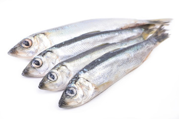 Fish sprat