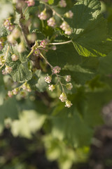 Flower of red currant on a shrub with green leaves.