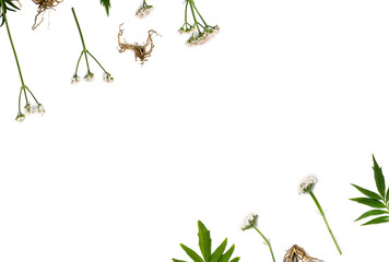 Flowers, leaves and roots Valerian (Valeriana officinalis) on white background with space for text....