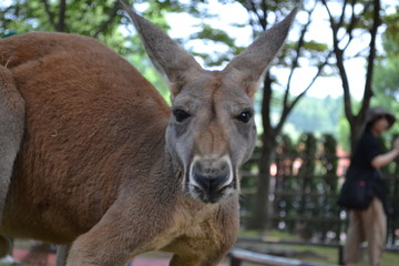 カンガルー