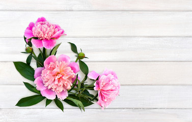 Pink peonies with buds on background of white painted wooden planks with space for text. Top view, flat lay.