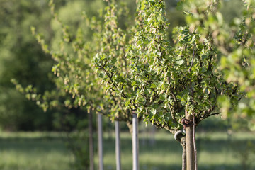 Fototapeta premium Unripe fruits of gooseberry on bush with green leaves.