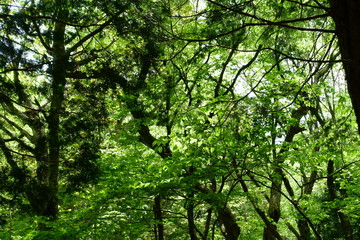 日本の山の木漏れ日