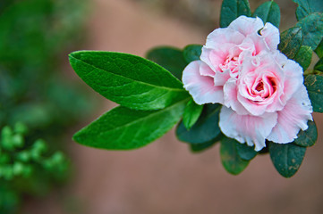 Beautiful pink flowers fresh spring morning on nature on soft background. Spring template, elegant amazing image, free copy space.