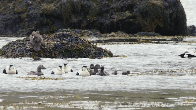 eiders in iceland
