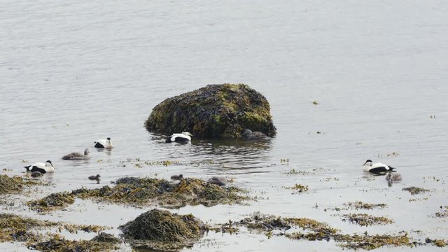 eiders in iceland