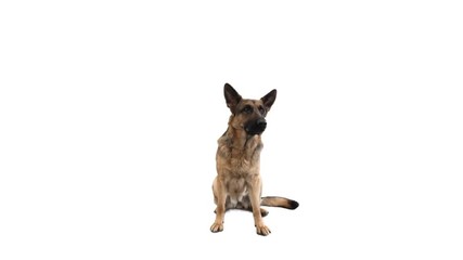 German Shepherd dog is barking on a white background