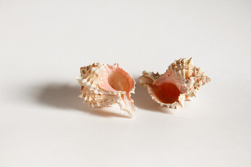 white-pink sea shells