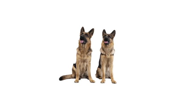 two german shepherd sits on a white background
