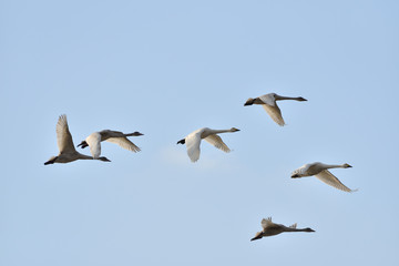 Cygnus columbianus in Japan