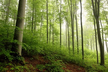 Spring beech forest in the fog